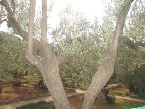 Olive trees at the Garden of gethsemane